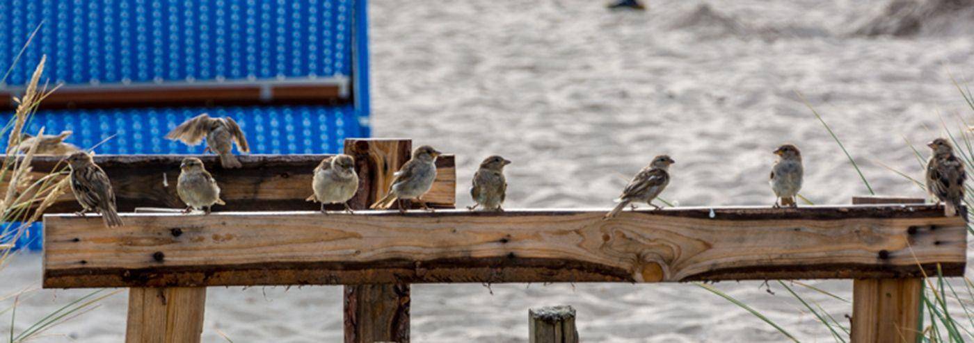 Vögel aufgereit